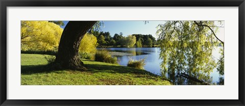 Framed Willow Tree By A Lake, Green Lake, Seattle, Washington State, USA Print