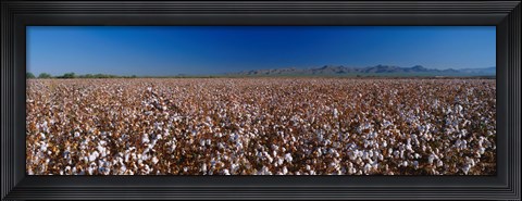 Framed Cotton Field Print