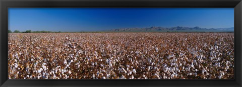 Framed Cotton Field Print