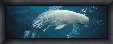 Framed Close-up of a Beluga whale in an aquarium, Shedd Aquarium, Chicago, Illinois, USA Print