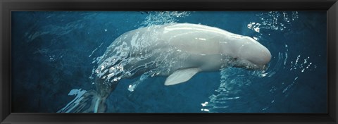 Framed Close-up of a Beluga whale in an aquarium, Shedd Aquarium, Chicago, Illinois, USA Print