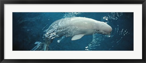 Framed Close-up of a Beluga whale in an aquarium, Shedd Aquarium, Chicago, Illinois, USA Print