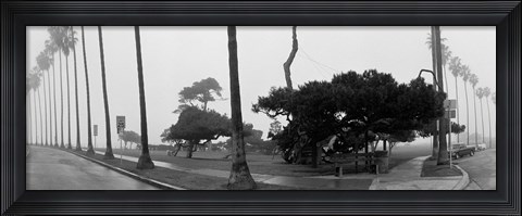 Framed Palm Trees And Fog, San Diego, California Print