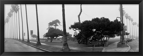 Framed Palm Trees And Fog, San Diego, California Print