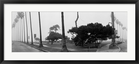 Framed Palm Trees And Fog, San Diego, California Print