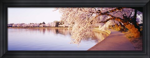 Framed Tidal Basin, Washington DC, District Of Columbia, USA Print