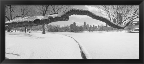 Framed Bare trees in a park, Lincoln Park, Chicago, Illinois, USA Print