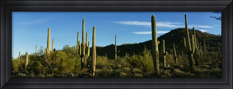 Framed Cactus Print