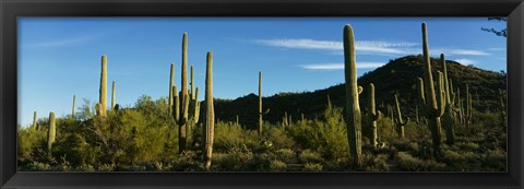Framed Cactus Print