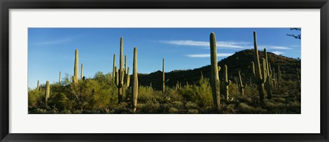 Framed Cactus Print