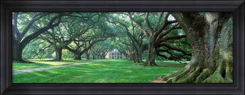 Framed USA, Louisiana, New Orleans, Oak Alley Plantation, plantation home through alley of oak trees Print