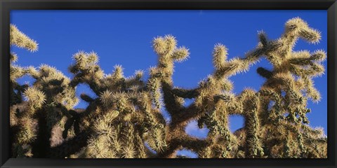 Framed Chainfruit Cholla Cactus Saguaro National Park AZ Print