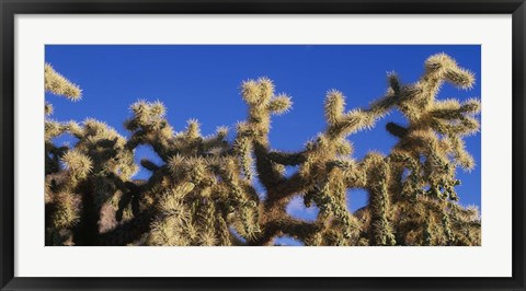 Framed Chainfruit Cholla Cactus Saguaro National Park AZ Print