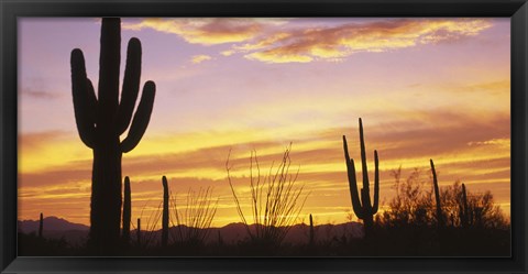 Framed Sunset Saguaro Cactus Saguaro National Park AZ Print