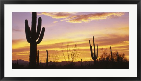 Framed Sunset Saguaro Cactus Saguaro National Park AZ Print