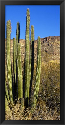 Framed Organ Pipe Cactus in Arizona (vertical) Print