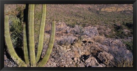 Framed Organ Pipe Cactus in Arizona Print