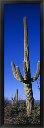 Framed Saguaro Cactus AZ Print