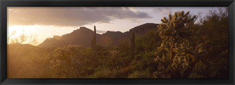 Framed Cholla Cactus in a field, Phoenix, Maricopa County, Arizona, USA Print