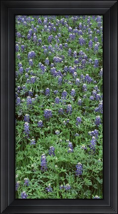 Framed High angle view of plants, Bluebonnets, Austin, Texas, USA Print