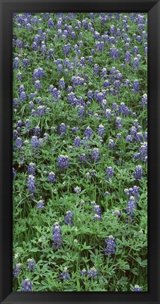 Framed High angle view of plants, Bluebonnets, Austin, Texas, USA Print