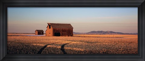 Framed Barn in a field, Hobson, Montana, USA Print