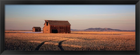 Framed Barn in a field, Hobson, Montana, USA Print