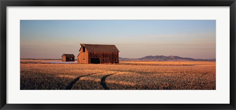 Framed Barn in a field, Hobson, Montana, USA Print