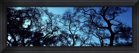 Framed Silhouette of an Oak tree, Oakland, California, USA Print