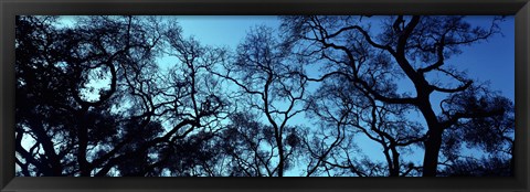 Framed Silhouette of an Oak tree, Oakland, California, USA Print