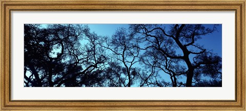 Framed Silhouette of an Oak tree, Oakland, California, USA Print