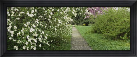 Framed Path In A Park, Richmond, Virginia, USA Print