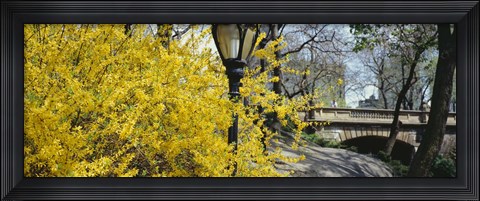 Framed Forsythia in bloom, Central Park, Manhattan, New York City, New York State, USA Print
