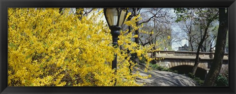 Framed Forsythia in bloom, Central Park, Manhattan, New York City, New York State, USA Print