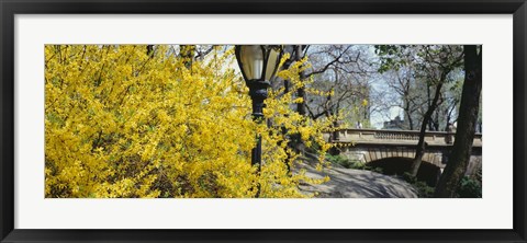 Framed Forsythia in bloom, Central Park, Manhattan, New York City, New York State, USA Print