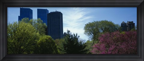 Framed Low angle view of skyscrapers viewed from a park, Central Park, Manhattan, New York City, New York State, USA Print