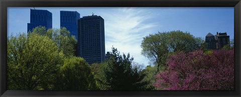 Framed Low angle view of skyscrapers viewed from a park, Central Park, Manhattan, New York City, New York State, USA Print