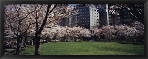 Framed White flowering trees in a park, Central Park, Manhattan, New York City, New York State, USA Print