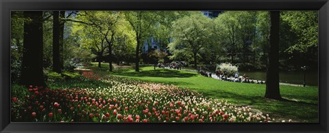 Framed Flowers in a park, Central Park, Manhattan, New York City, New York State, USA Print
