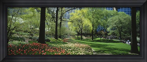 Framed Red and white tulips around trees, Central Park, Manhattan, New York City, New York State, USA Print