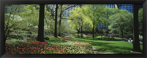 Framed Red and white tulips around trees, Central Park, Manhattan, New York City, New York State, USA Print