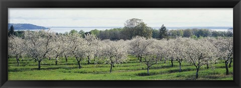 Framed Cherry trees in an orchard, Mission Peninsula, Traverse City, Michigan, USA Print