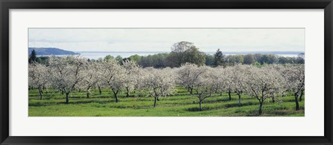 Framed Cherry trees in an orchard, Mission Peninsula, Traverse City, Michigan, USA Print