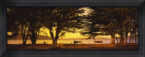 Framed Trees In A Field, Crissy Field, San Francisco, California, USA Print
