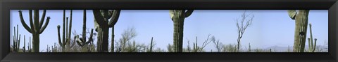 Framed Mid section view of cactus, Saguaro National Park, Tucson, Arizona, USA Print