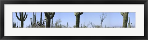 Framed Mid section view of cactus, Saguaro National Park, Tucson, Arizona, USA Print