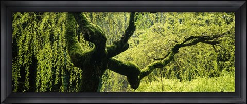 Framed Moss growing on the trunk of a Weeping Willow tree, Japanese Garden, Washington Park, Portland, Oregon, USA Print