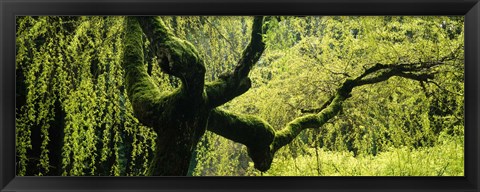 Framed Moss growing on the trunk of a Weeping Willow tree, Japanese Garden, Washington Park, Portland, Oregon, USA Print