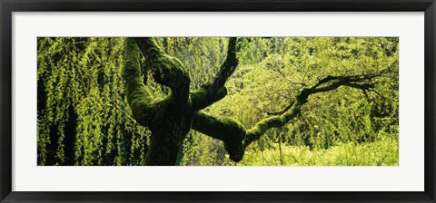 Framed Moss growing on the trunk of a Weeping Willow tree, Japanese Garden, Washington Park, Portland, Oregon, USA Print