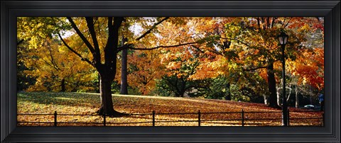 Framed Trees in a forest, Central Park, Manhattan, New York City, New York, USA Print